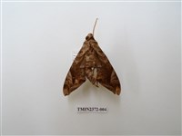 藏品(全緣缺角天蛾)的圖片